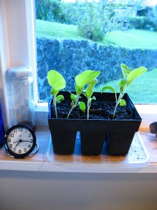 plants